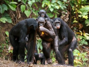 How Smart Are Bonobos