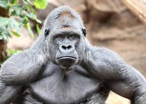 Gorilla