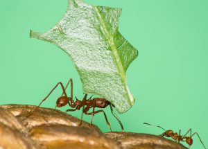 Leafcutter Ant