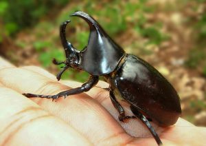 Rhino Beetle