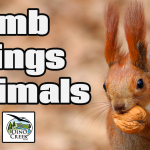 Dumb Things Animals Do (Worlds Dumbest Animals)