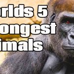 5 Strongest Animals In The World