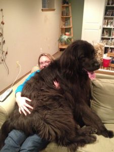 world's biggest newfoundland dog