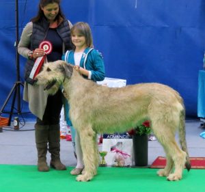 Irish Wolfhound