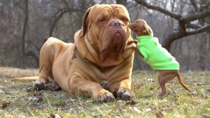 Dogue de Bordeaux