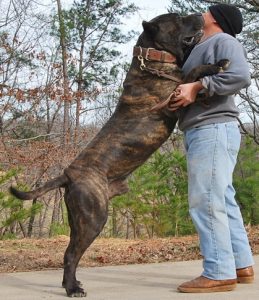 Cane Corso