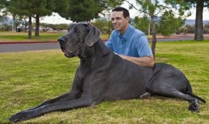 great dane