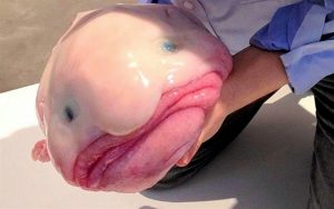 blob fish