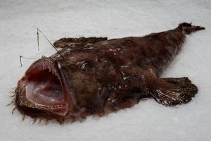 Monkfish