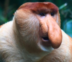 Proboscis monkey