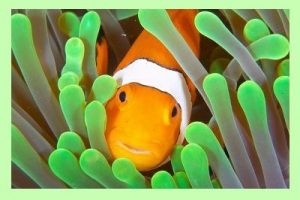 Clownfish Can Change Sex