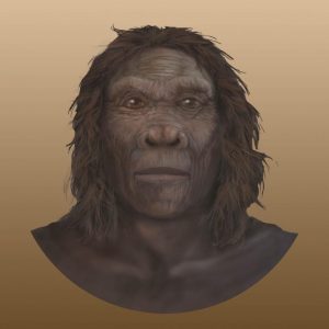 Homo Habilis