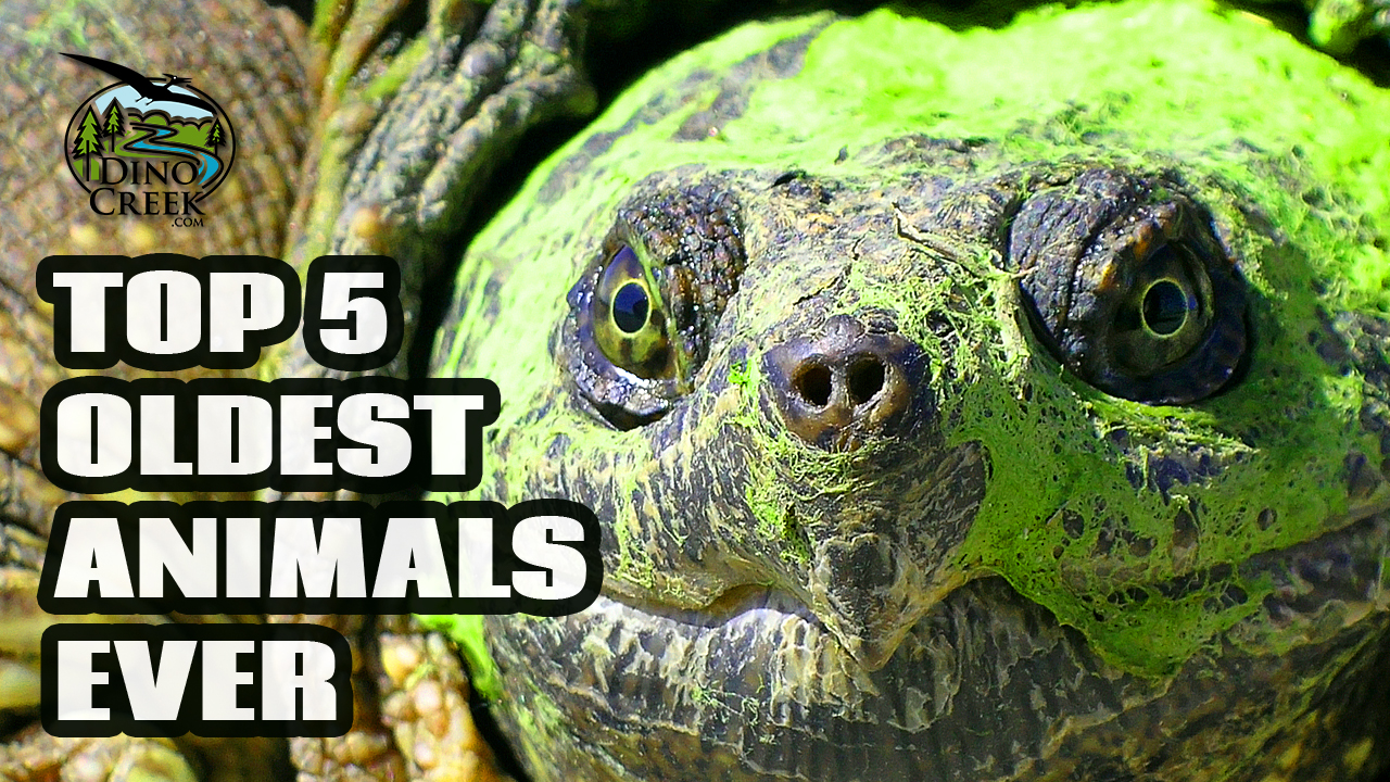 5 Oldest Animals Ever | DinoCreek.com | Amazing Videos