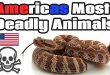 Americas Most Dangerous Animals