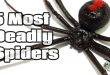 deadliest spiders