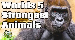 strong animals