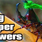 5 Bug Superpowers