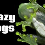 4 Craziest Frogs