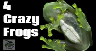 4 crazy frogs